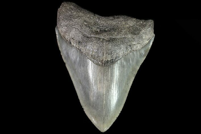 Bargain, Fossil Megalodon Tooth - Serrated Blade #81682
